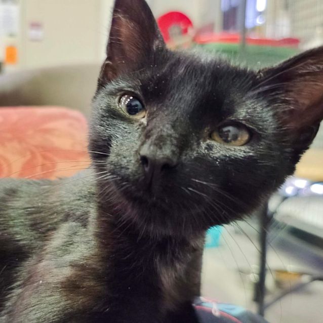 Photo of Olive
