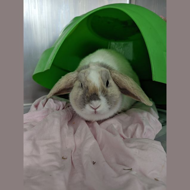 Photo of Athena