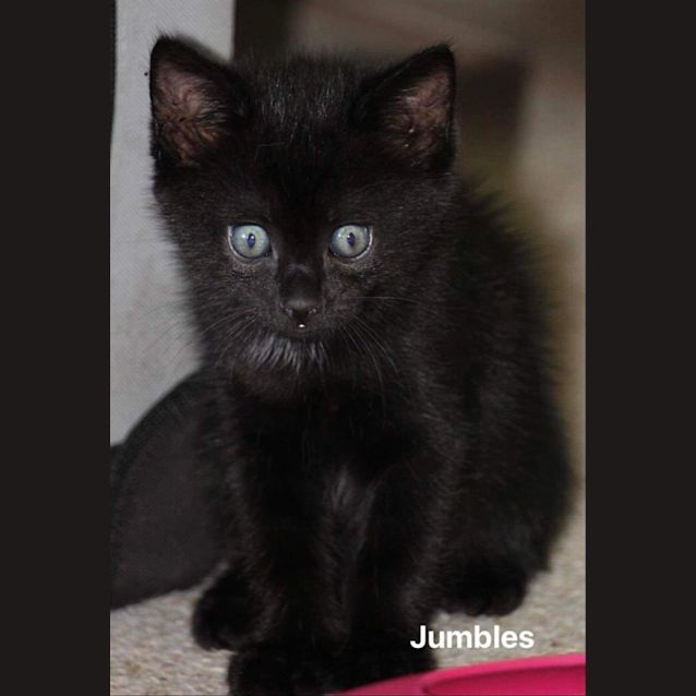 Photo of Jumbles