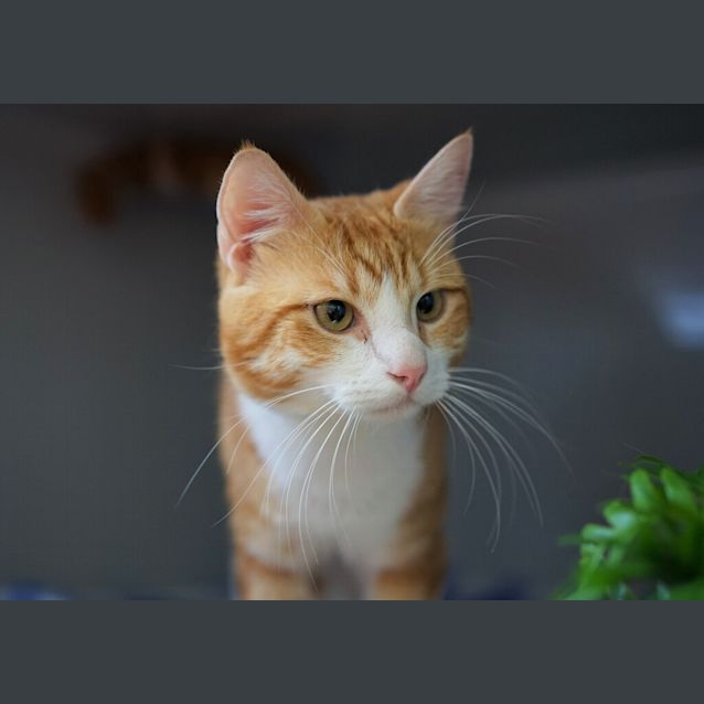 Photo of Moses