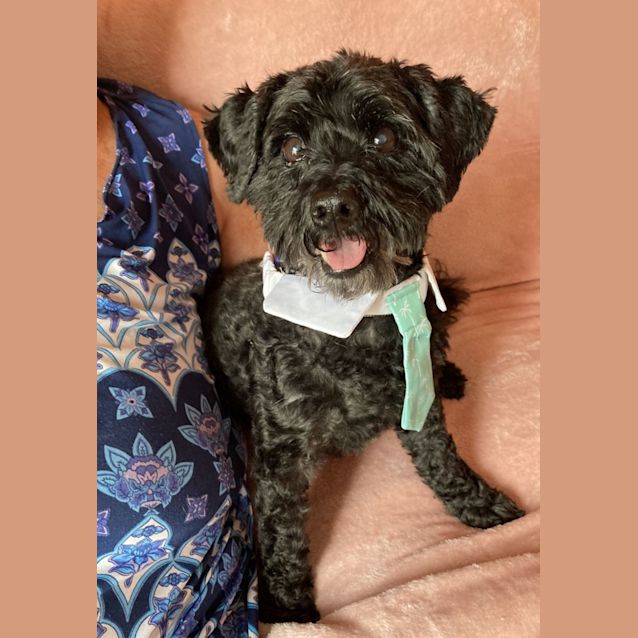 Photo of Toby 🌞 Spoodle (Adopted 17/3/22)