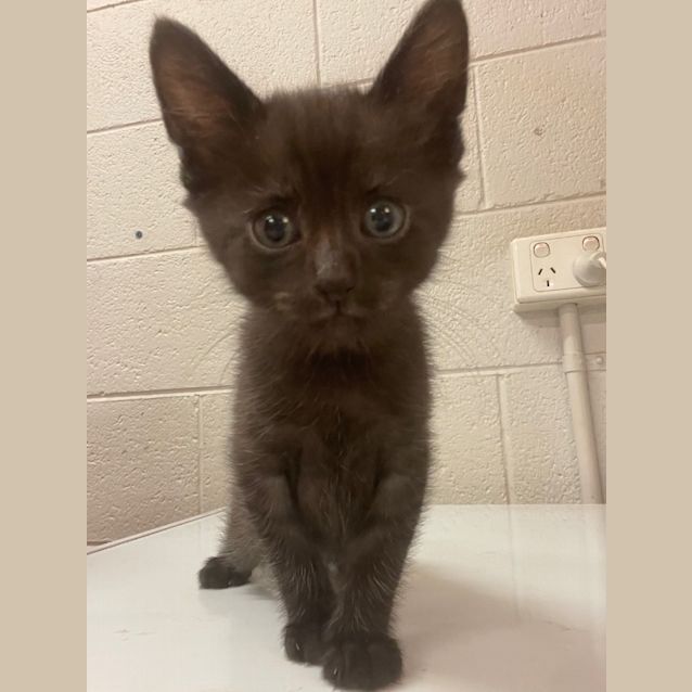 Photo of Black Panther