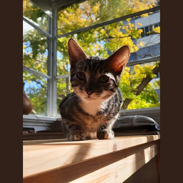 Photo of Tiger