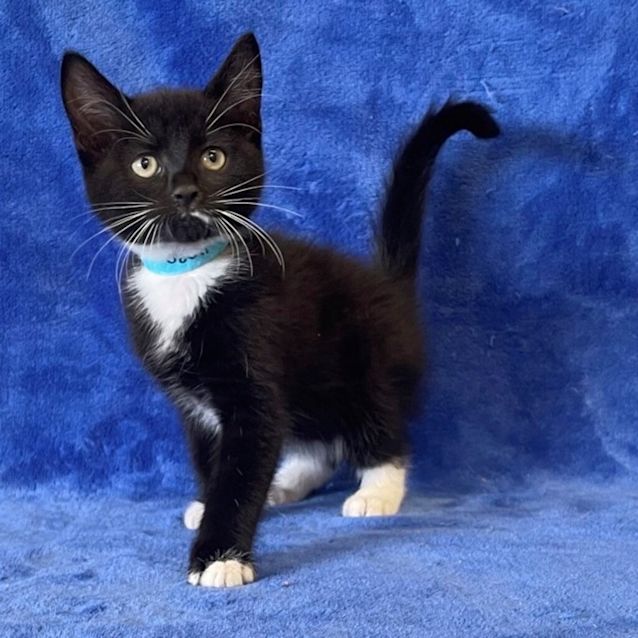 Photo of Winston Purrchill