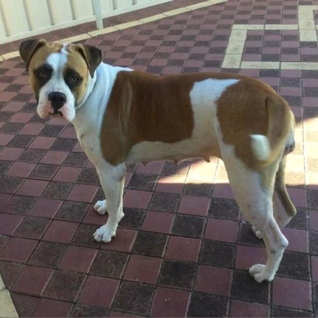 Photo of Bella Dl2803