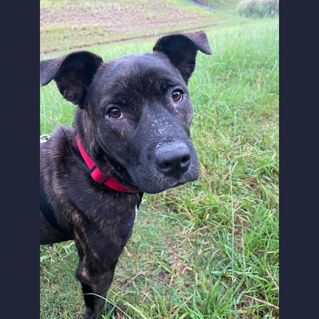 Photo of Charlotte ~ 9mo Mastiff X(on Trial 3/4/22)