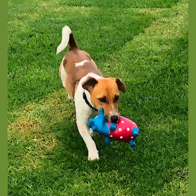 Photo of Buddy ~ 16mo Jrt X (On Trial 14/3/22)