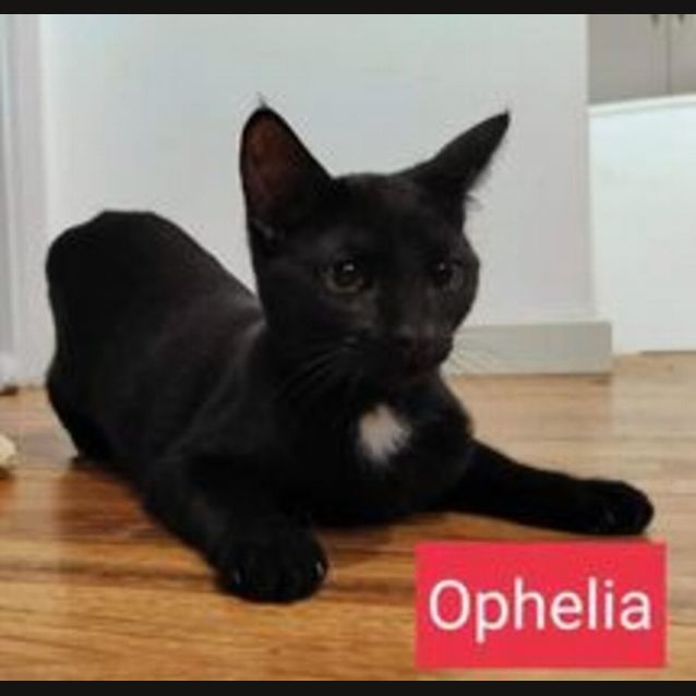Photo of Ophelia