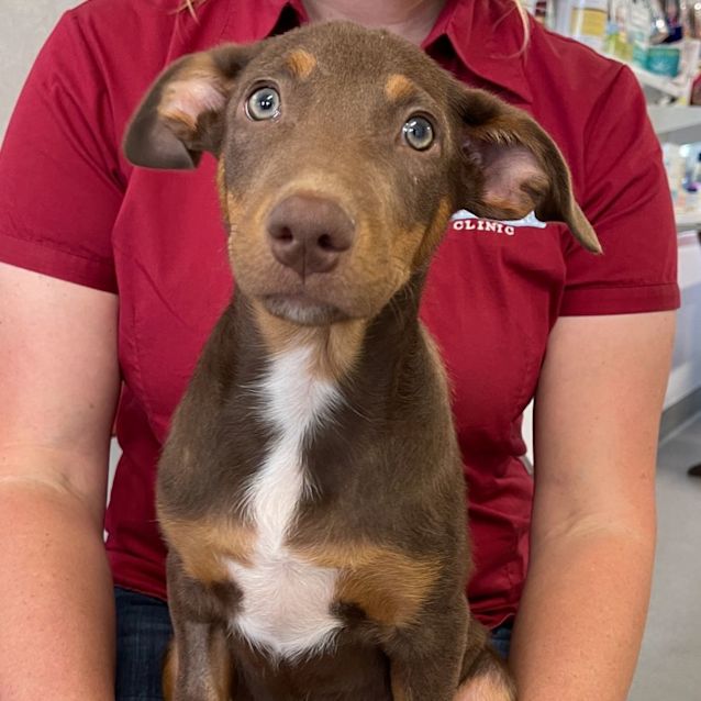 Photo of Malt