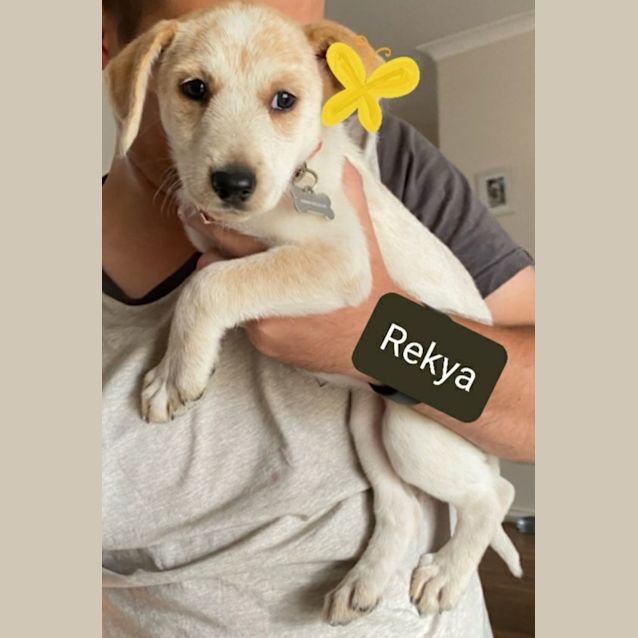 Photo of Rosie's Pups