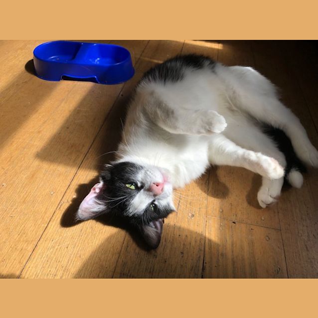 Photo of Texas Rsta008721