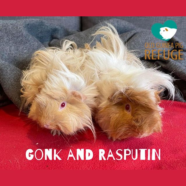 Photo of Gonk And Rasputin