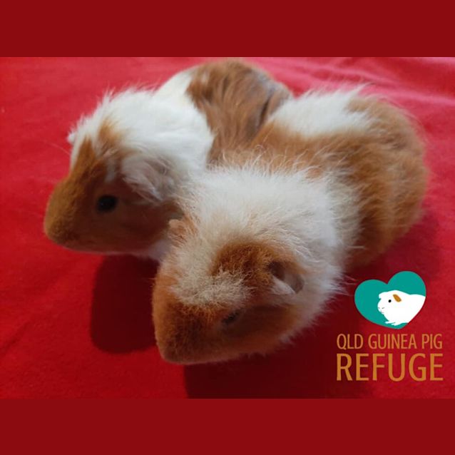 Photo of Dandy And Sage