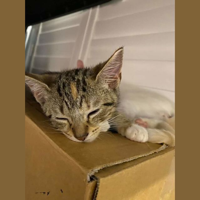 Photo of Minx