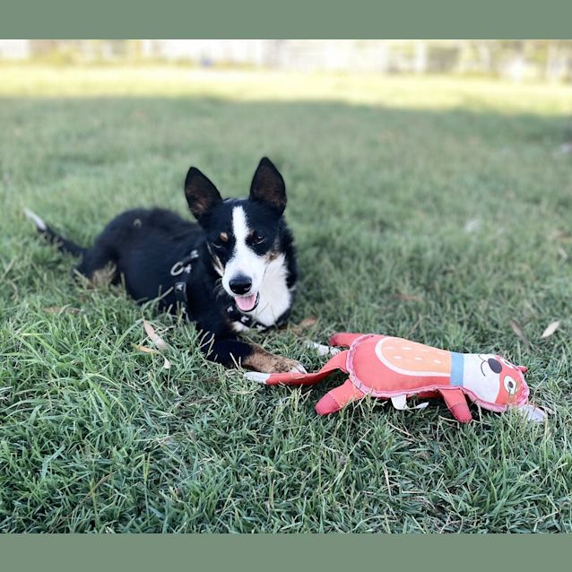 Photo of Sammy