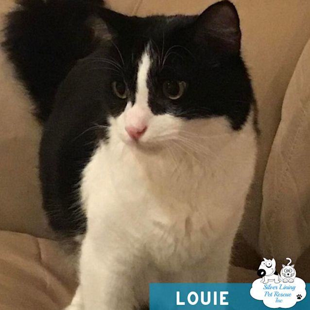 Photo of Louie