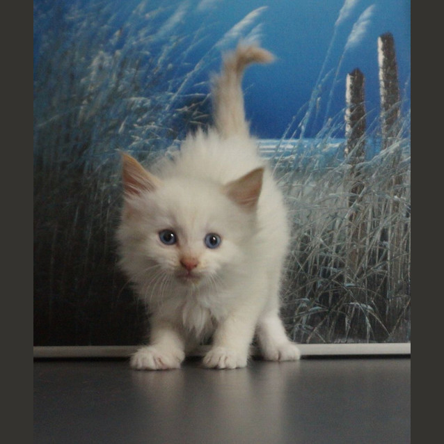 Photo of Cha Chi