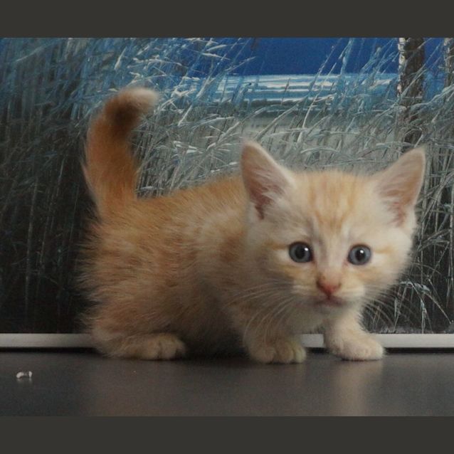 Photo of Boo Boo