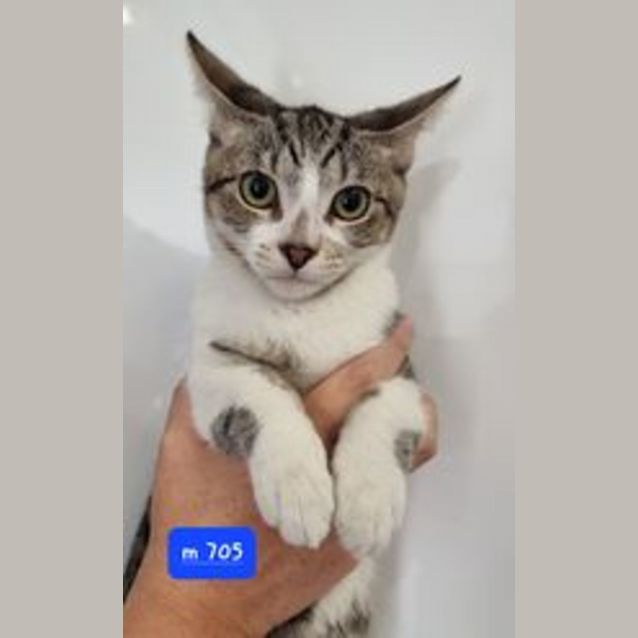 Photo of Samson