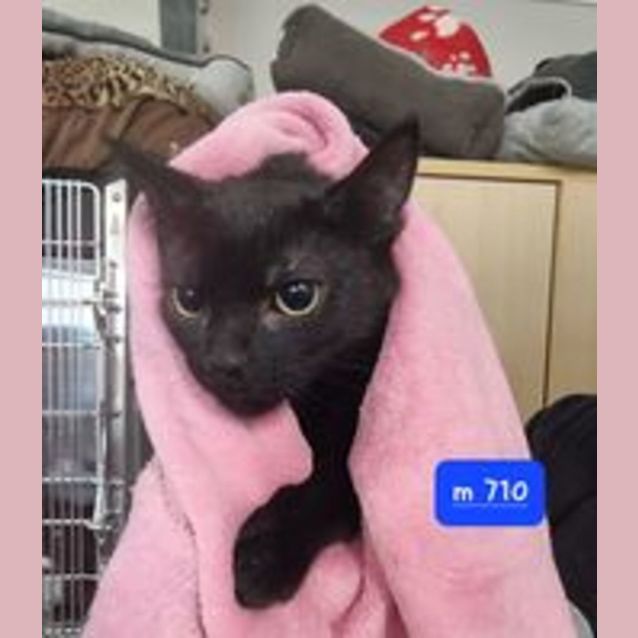 Photo of Vader