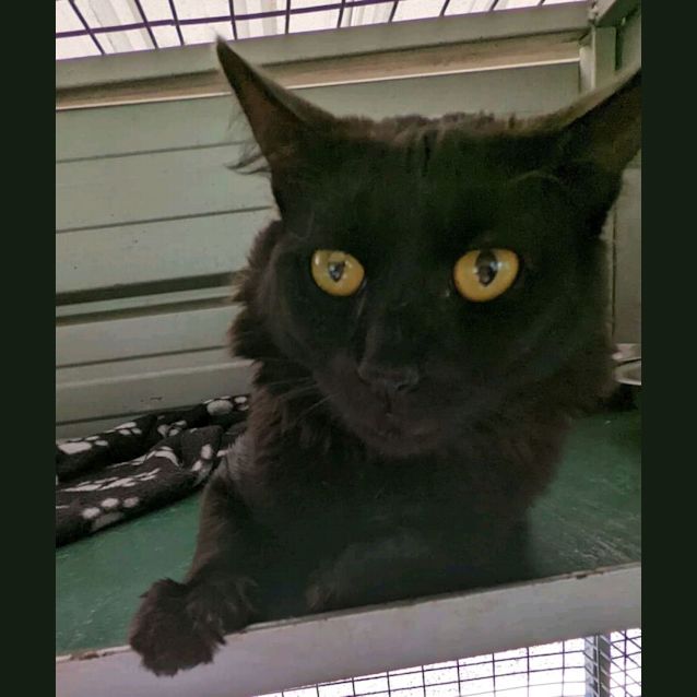 Photo of Coal 