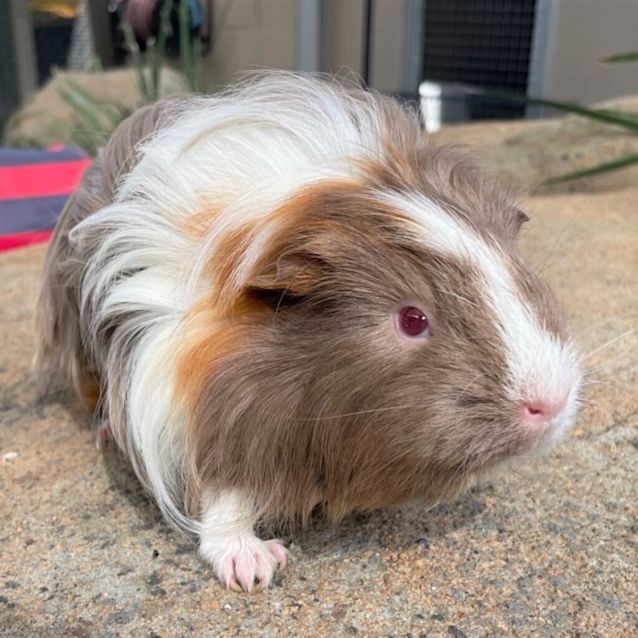 Photo of Cleo