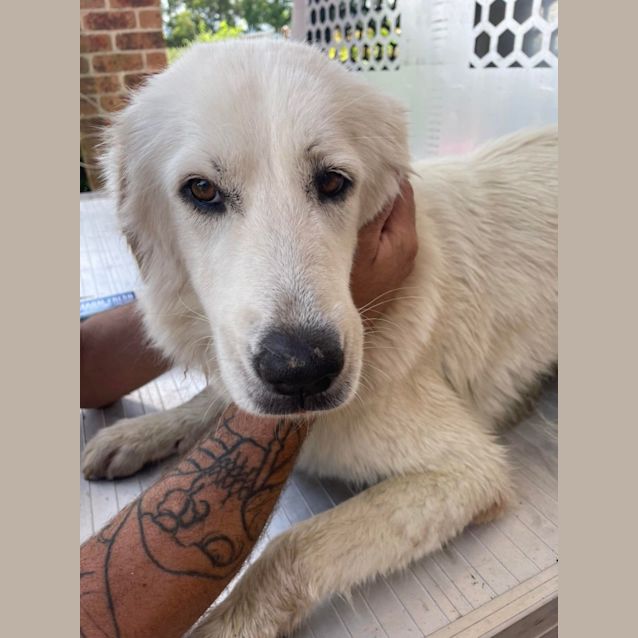 Photo of Lexi ~ 1.5yr Old Maremma(on Trial 20/3/22)