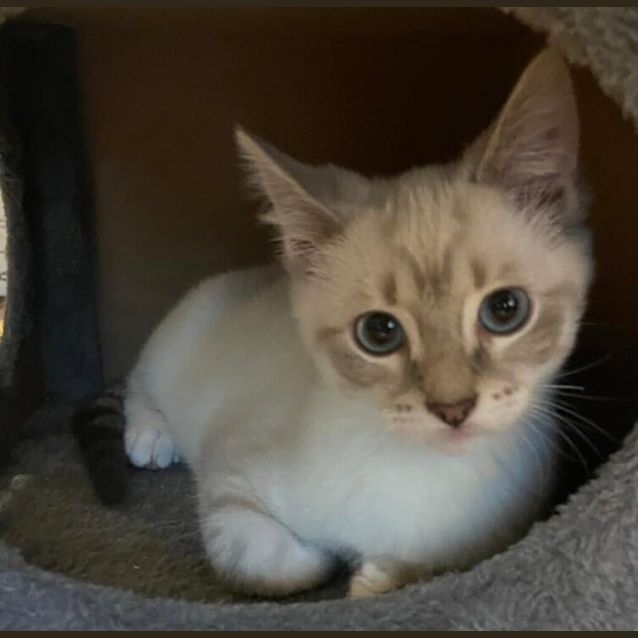 Photo of Cosmo