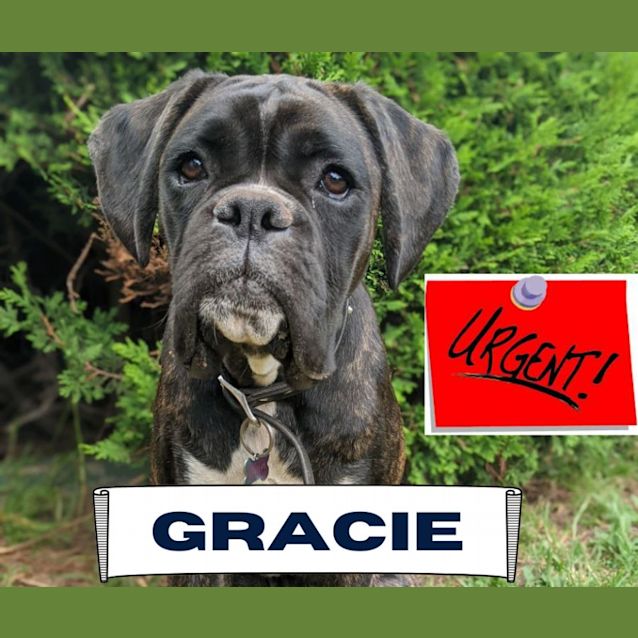 Photo of Gracie