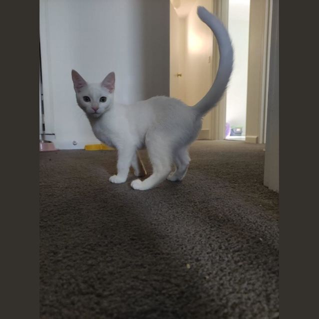 Photo of Blanquito