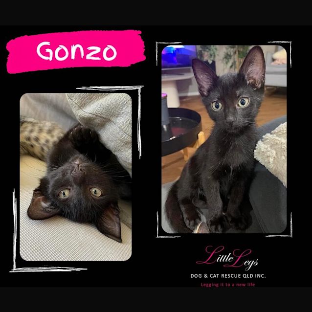 Photo of Gonzo