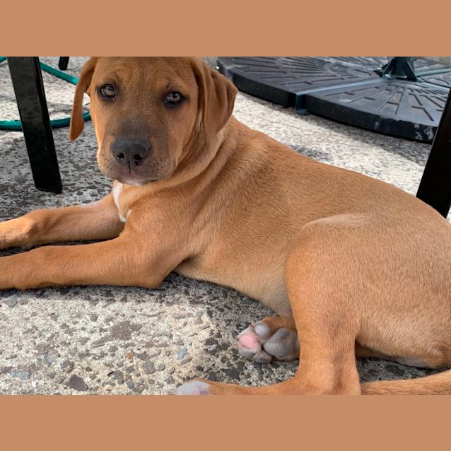Photo of The Blume Litter 