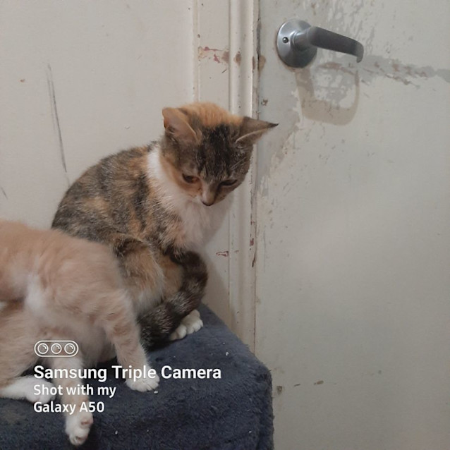 Photo of Malibu & Kahlua