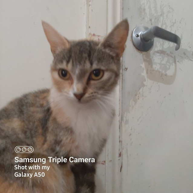 Photo of Malibu & Kahlua