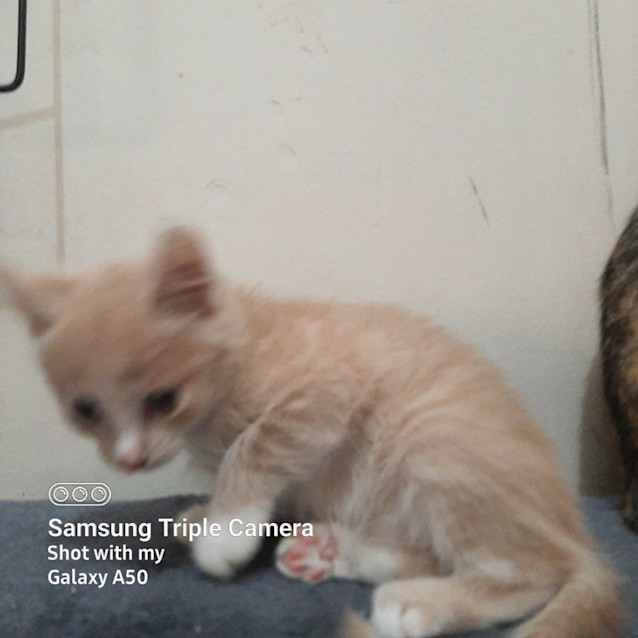 Photo of Malibu & Kahlua