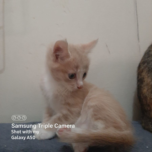 Photo of Malibu & Kahlua