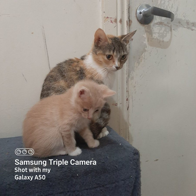 Photo of Malibu & Kahlua
