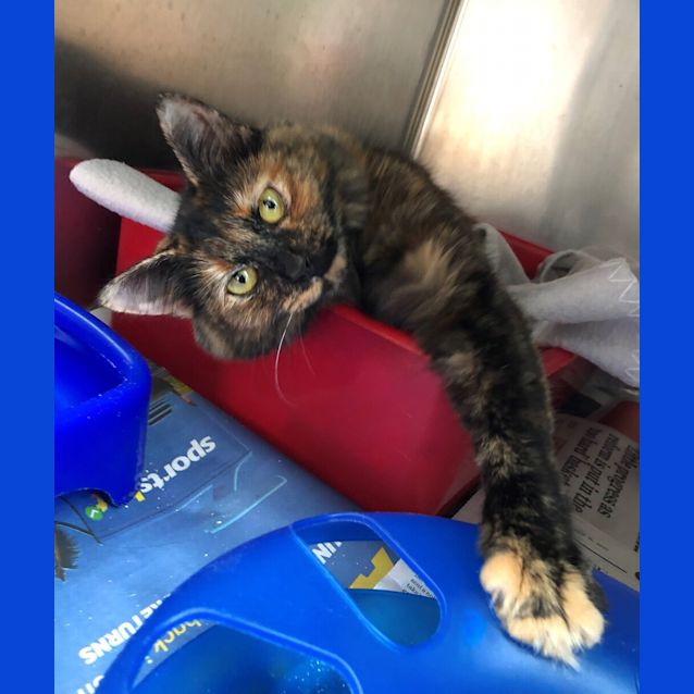 Photo of Delilah 
