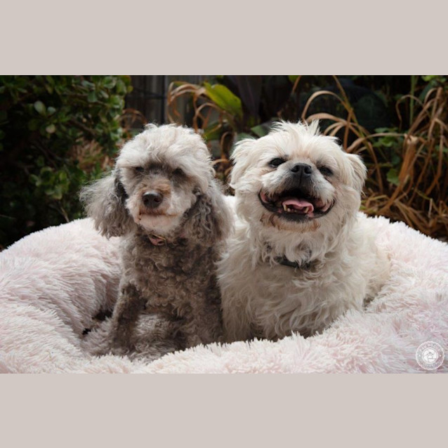 Photo of Bob Featherwoodie