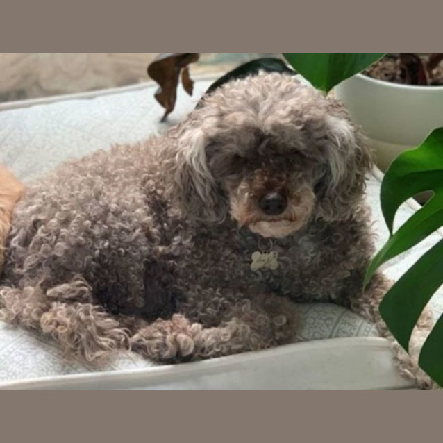 Photo of Socks Macafferty