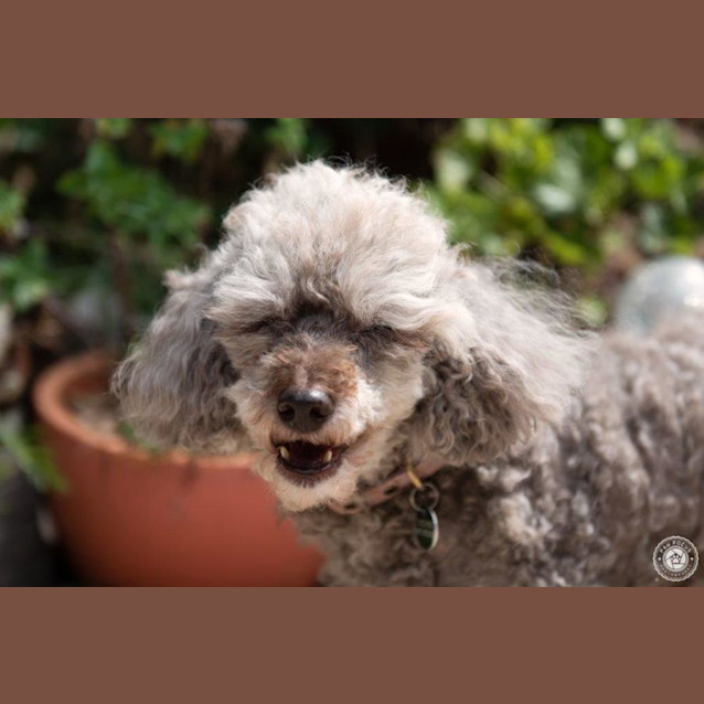 Photo of Socks Macafferty