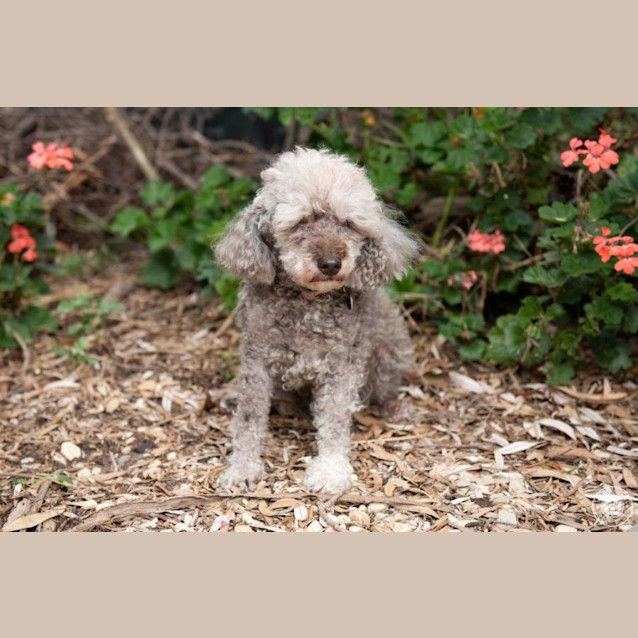 Photo of Socks Macafferty