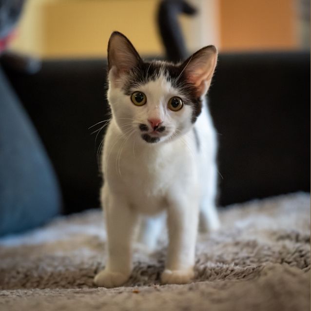 Photo of Gypsy