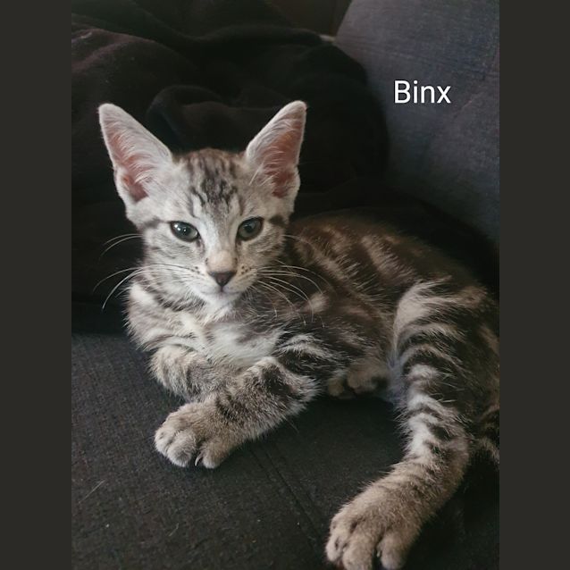 Photo of Binx