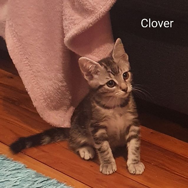 Photo of Clover