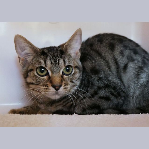 Photo of Blossom Stk009394