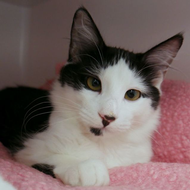 Photo of Smudge Stk009433