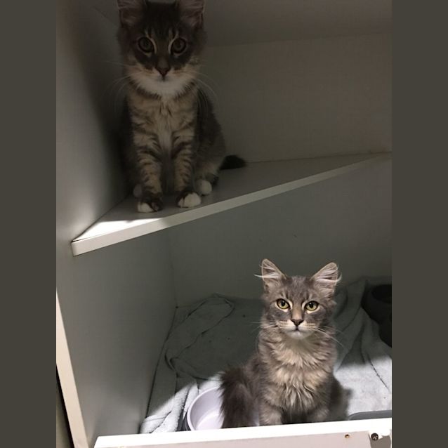 Photo of Mayo & Aioli