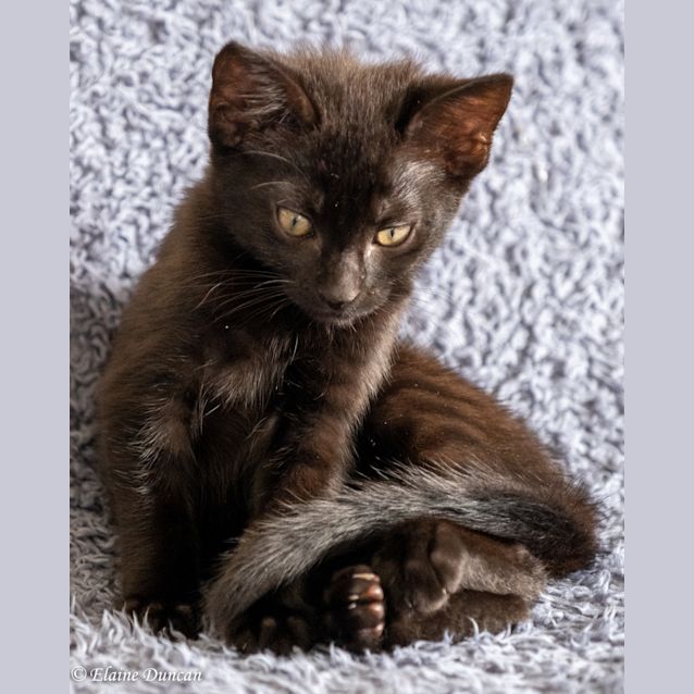 Photo of Marley   Was Maple