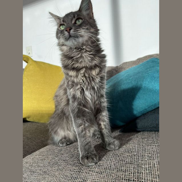 Photo of Mr Gato